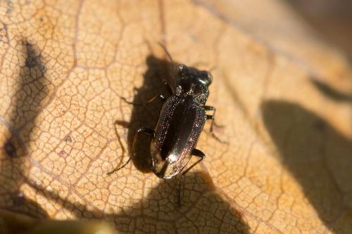 Réf. 219 436 : Notiophilus quadripunctatus
